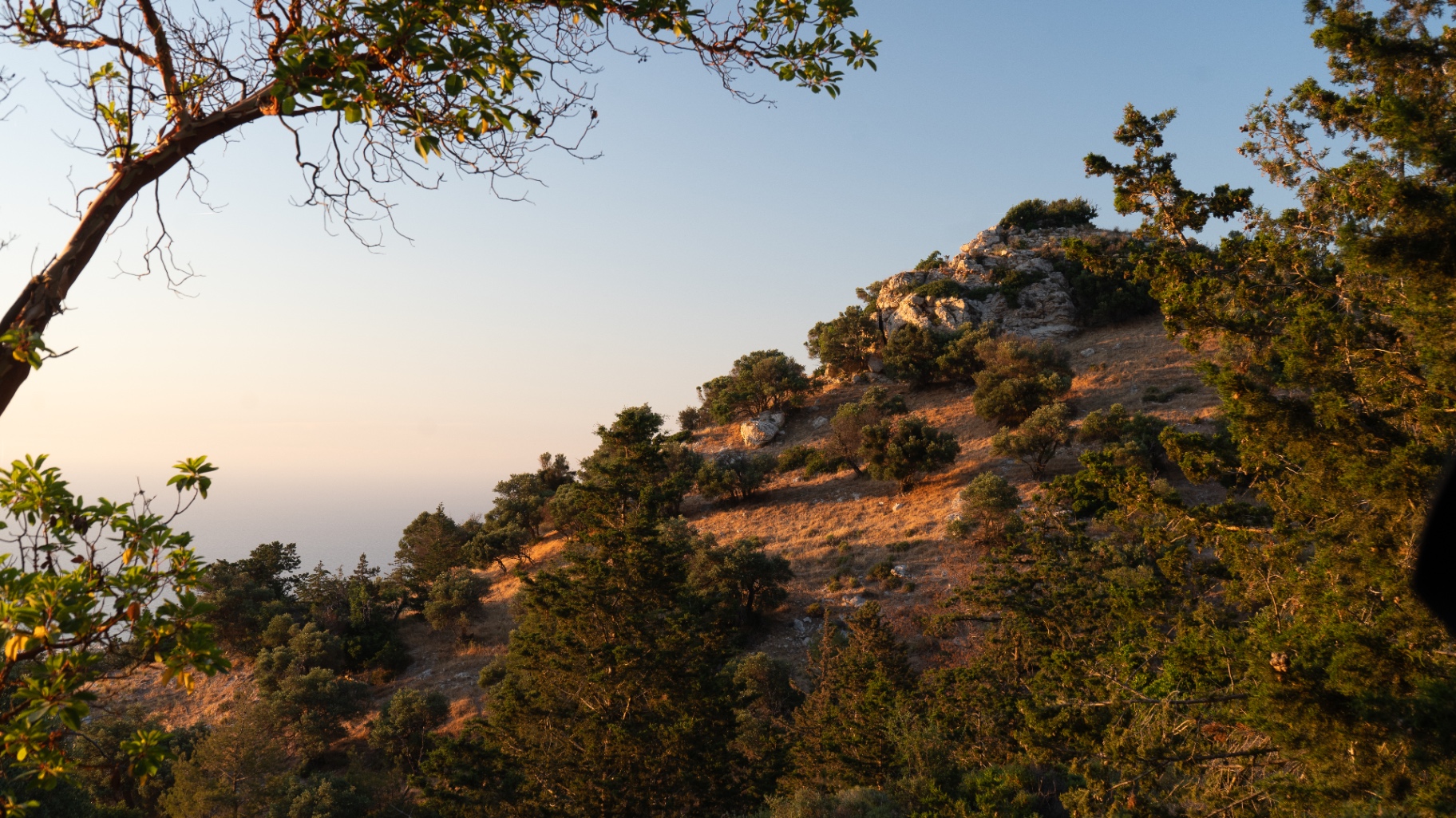 Golden late-afternoon light catching a scrub-covered hillside above the sea.