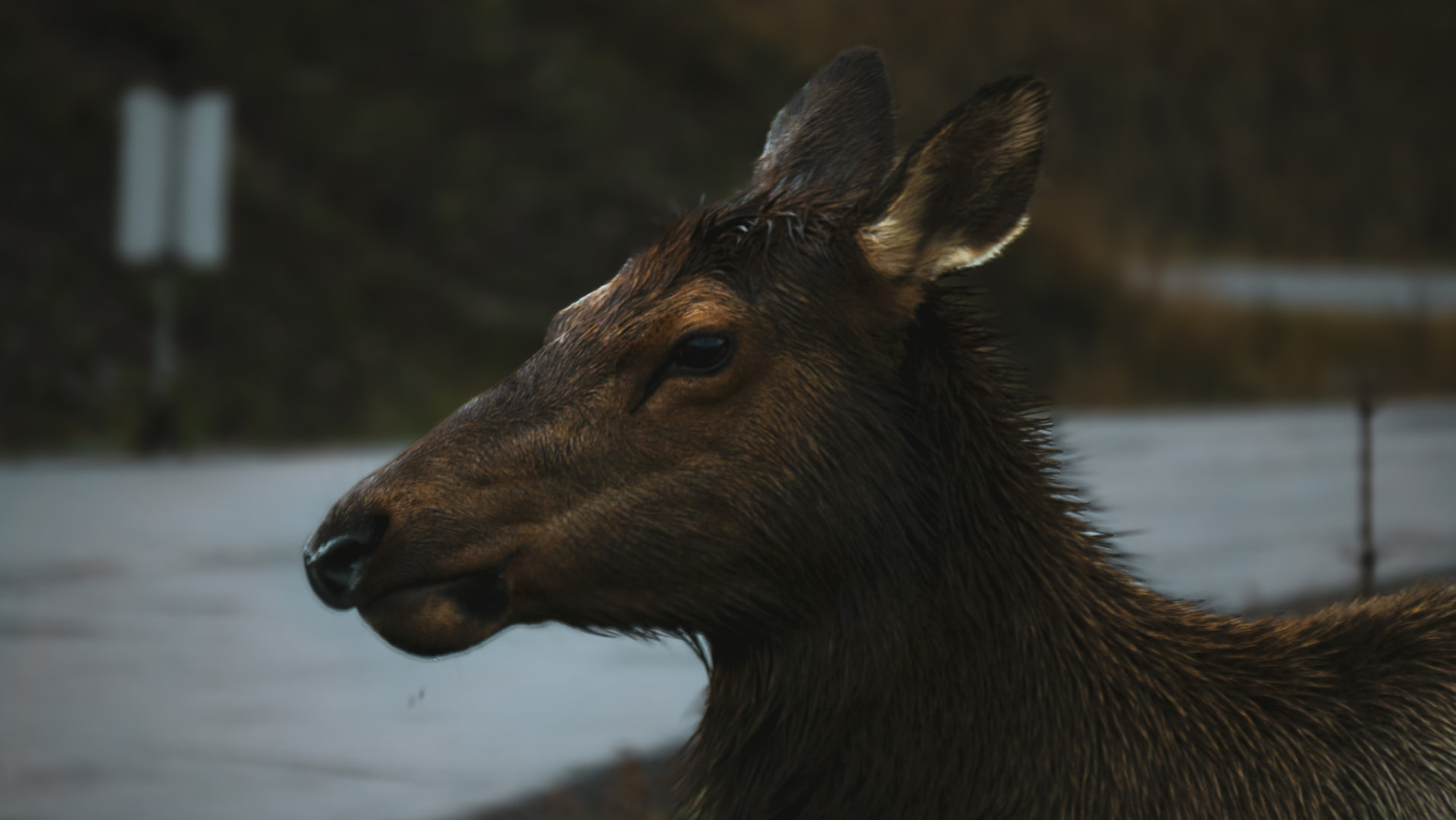 One of the elk we met along the way around Jasper