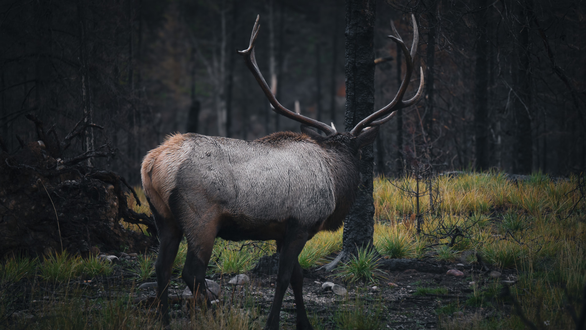 A large bull elk with full antlers grazing at the edge of a burnt forest in Jasper