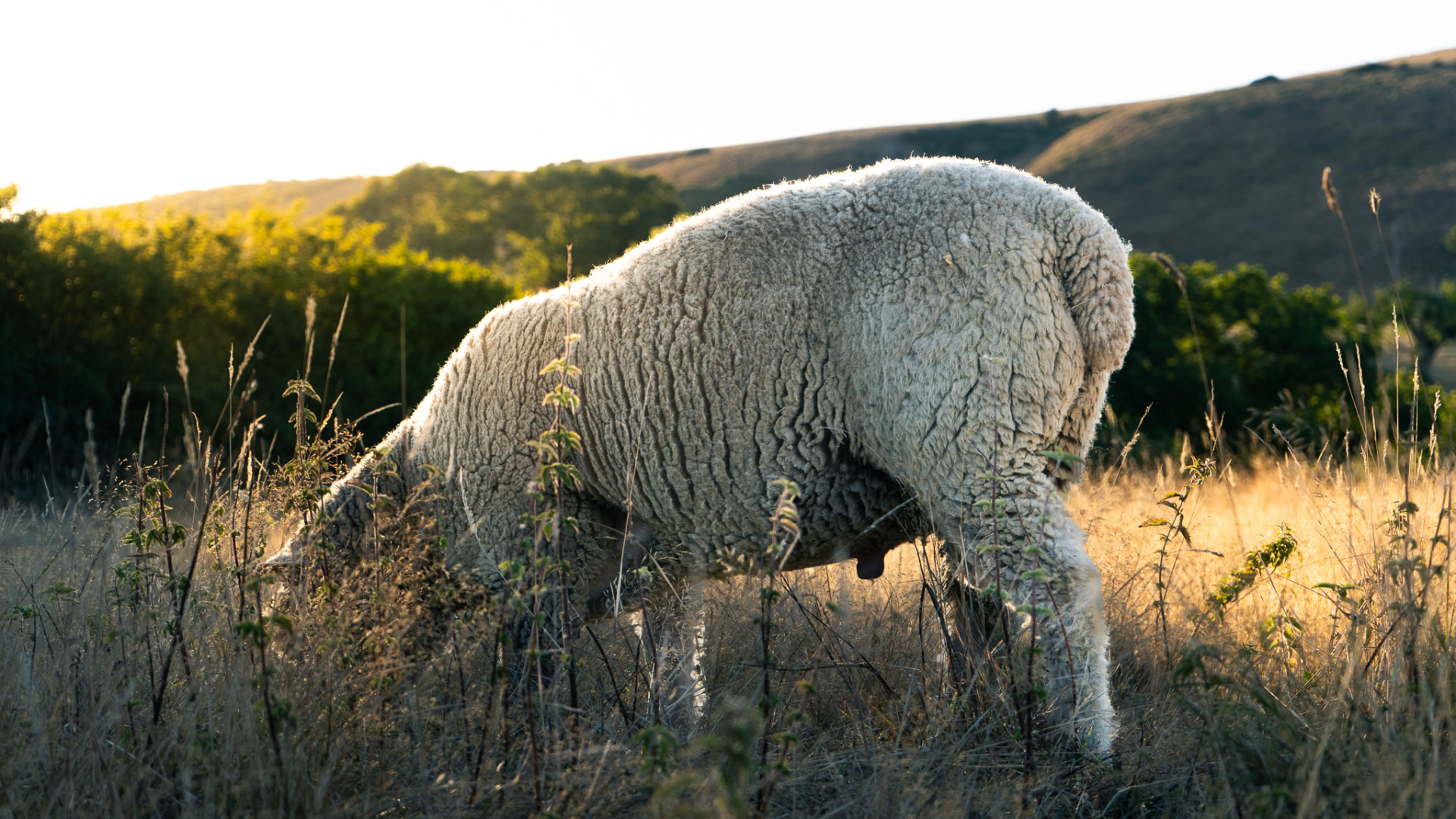 A sheep grazing in long golden grass with Dorset hills behind in low evening light.