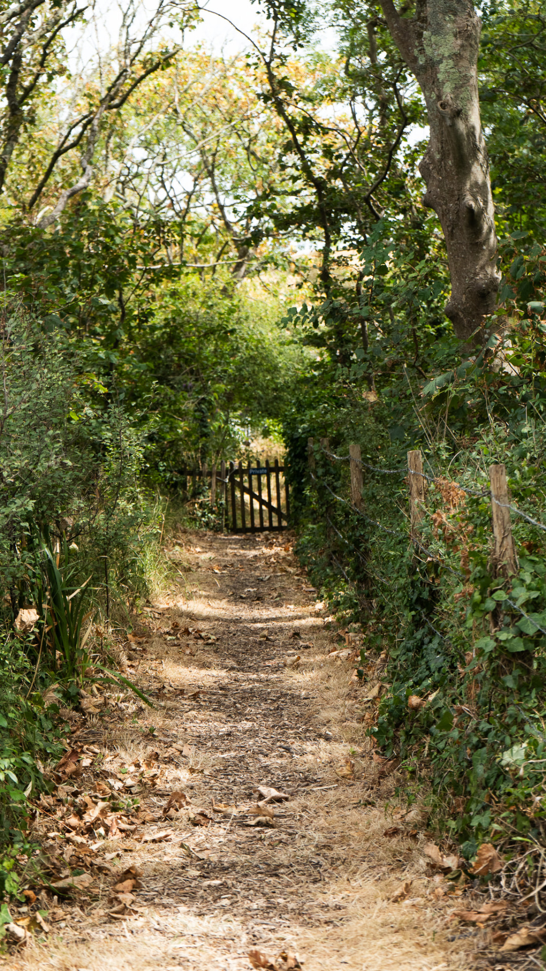 A dry footpath running between hedgerows towards a wooden gate.